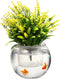 YARNOW Self Watering Round Glass Flower Pot, Wick Rope for House Plants, Hydroponics, and Semi-Hydroponics