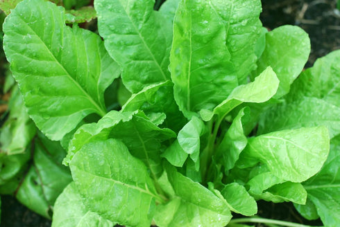 SeedsUA 300 Year-Round Giant Spinach Seeds Green Heirloom Vegetable for Planting Non GMO Seeds
