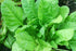 SeedsUA 300 Year-Round Giant Spinach Seeds Green Heirloom Vegetable for Planting Non GMO Seeds