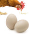 SunGrow Fake Wooden Eggs to Train Birds from Laying in The Nesting