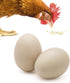 SunGrow Fake Wooden Eggs to Train Birds from Laying in The Nesting
