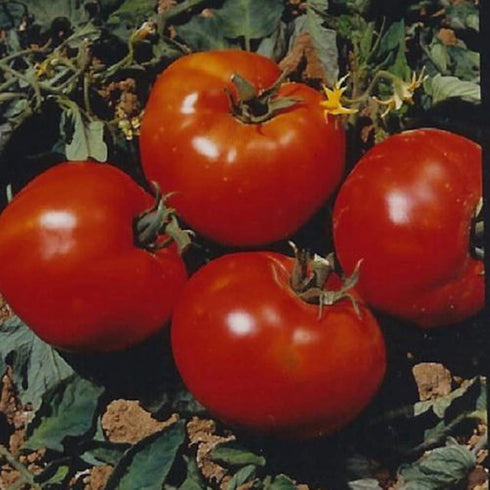 Ohio Heirloom Abe Lincoln Tomato Seeds for Planting - Grown in 2023