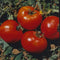Ohio Heirloom Abe Lincoln Tomato Seeds for Planting - Grown in 2023
