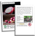 300+ Bulbs Red Shortday Burgundy Onion Seeds Heirloom Non-GMO Seeds by Islas Garden Seeds, Sweet Mild Burgundian