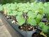 2 Food to Live Organic Broccoli Seeds for Sprouting, Ounces Non-GMO, Vegan, Kosher, Sirtfood, Bulk. Rich
