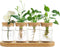 Dahey Plant Propagation Terrarium Desktop Glass Planter Station Water Planting Glass Vase