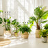 32in 2p Large Indoor Plant Trellis for Climbing Plants, Expandable Metal Garden Trellis for Potted Plants, Tall Plant