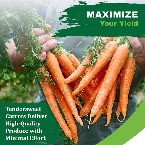 2500+ TKE Farms & Gardens - Tendersweet Carrot Seeds, Non-GMO Heirloom Seeds, Grow Sweet, Crisp Carrots, Easy to Grow
