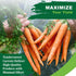 2500+ TKE Farms & Gardens - Tendersweet Carrot Seeds, Non-GMO Heirloom Seeds, Grow Sweet, Crisp Carrots, Easy to Grow