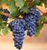 1000+ Packaged Mixed Fruit Seeds for Planting - Strawberry Raspberry Blueberry & Grape Seeds Fresh Fruit - Individually