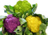 Harley Seeds 50 4 This is A Mix Cauliflower Mix Seeds Heirloom Non-GMO Varieties Purple Green Yellow Delicious