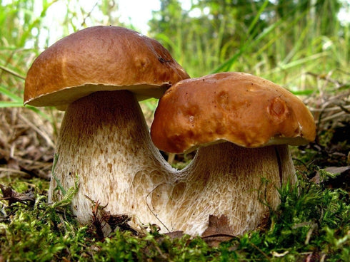 SeedsUP 100+ Porcini Mushrooms Boletus Mycelium Spawn Spores - Mushroom Brown