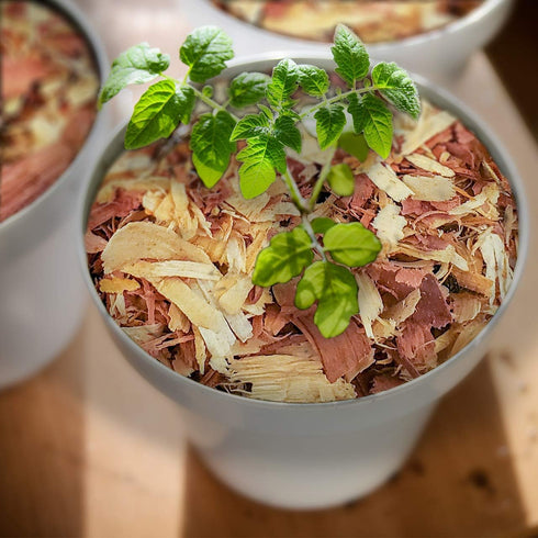 100% Natural Cedar Shavings for Indoor and Outdoor Use - Small Half Quart