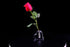 24k Rose Display Stand - Heart-Shaped Stand for Single Real Roses or Artificial Flower Base, Transparent Shelf Support