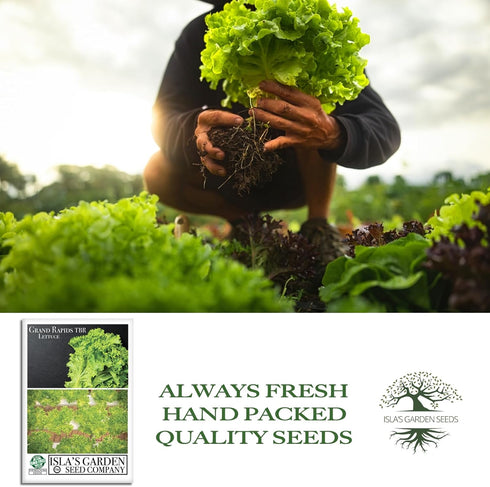 1000+ Grand Rapids TBR Lettuce Seeds (Lactuca Sativa) Non-GMO & Heirloom Seeds by Isla's Garden Seeds, Fast-Growing