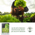 1000+ Grand Rapids TBR Lettuce Seeds (Lactuca Sativa) Non-GMO & Heirloom Seeds by Isla's Garden Seeds, Fast-Growing