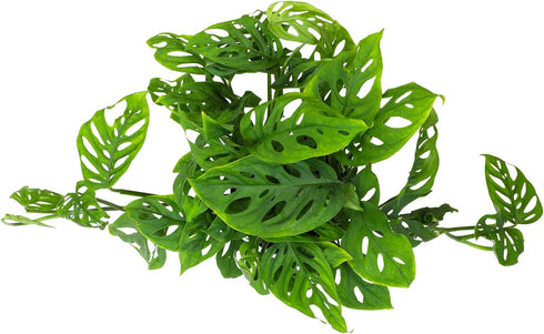 6" Swiss Cheese Plant Monstera Adansonii Live Plant Hanging Basket, Swiss Cheese Monstera Plant Live House Plants