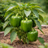 Sunutri Seeds Sweet Bell Pepper Seeds Collection Red Yellow Orange Green Bell Peppers Vegetable Seeds for Home Garden