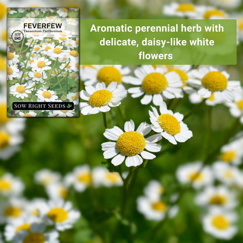 Packet (1) Sow Right Seeds - Feverfew Seeds for Planting - Non-GMO Heirloom with Instructions to Plant an Outdoor
