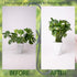 6.5 6.5IN -5 Set, Yohsnor Black Monstera Plant Support Hook - * Piece Durable Metal Stem Supports for Indoor Plants