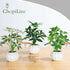 ChopiLine 3 Pack Artificial Plants Stems with Vase, Fake Plants for Home Decor, Coffee Table Centerpieces, Office