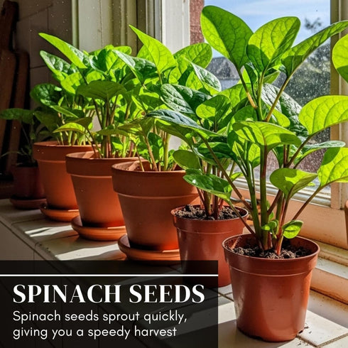 500+ Red Spinach Seeds for Planting - Seeds - Very Healthy Chinese Amaranth Spinach - Fast-Growing, Nutritious