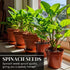 500+ Red Spinach Seeds for Planting - Seeds - Very Healthy Chinese Amaranth Spinach - Fast-Growing, Nutritious