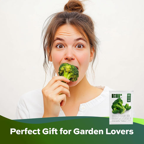 250 29 Broccoli Seeds for Planting Waltham - Heirloom Non-GMO USA Grown - Broccoli Sprouts Microgreens Seeds