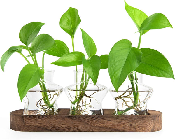 ohohFLOWER Plant Propagation Stations, Plant Lover Gift, Star Shaped Glass Vase with Wooden