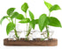 ohohFLOWER Plant Propagation Stations, Plant Lover Gift, Star Shaped Glass Vase with Wooden