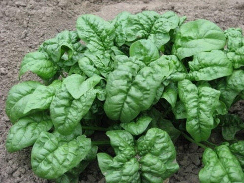 SeedsUA 300 Year-Round Giant Spinach Seeds Green Heirloom Vegetable for Planting Non GMO Seeds