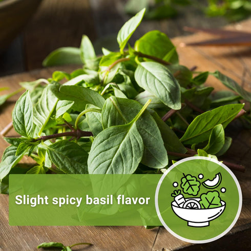Packet (1) Sow Right Seeds - Sweet Large Leaf Thai Basil Seed for Planting - Non-GMO Heirloom with Instructions