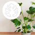 PEUTIER Monstera Shaped Plant Stand, Acrylic Flower Shape Plant Support Stakes Plant Growth Accessories for Indoor