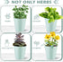 2 Sets Set Wenqik Herb Garden Planter Pot with Tray Metal Windowsill Plant Pot with Drainage Farmhouse Decorative Live