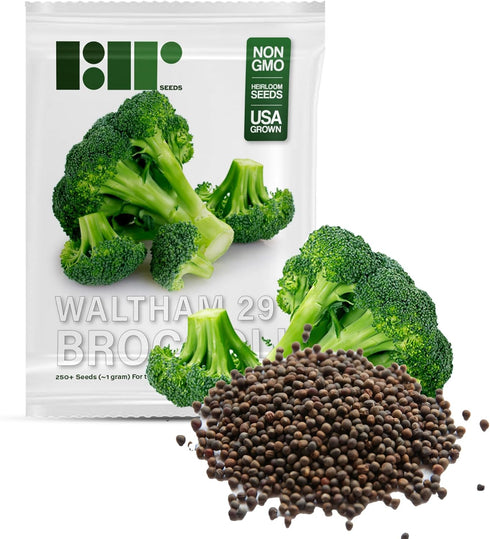 250 29 Broccoli Seeds for Planting Waltham - Heirloom Non-GMO USA Grown - Broccoli Sprouts Microgreens Seeds