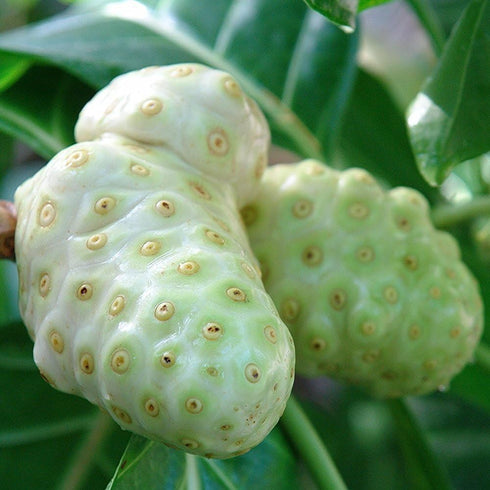Palm Beach Medicinal Herbs - Noni Tree (Morinda Citrifolia) - Packet of