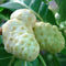Palm Beach Medicinal Herbs - Noni Tree (Morinda Citrifolia) - Packet of