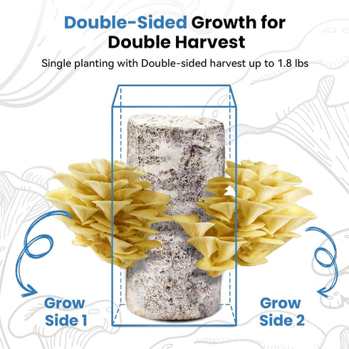 Fungiworks 4lbs 10 Organic Edible Golden Oyster Mushroom Growing Kit, Made in USA, Double-Side Mushroom Grow Kit
