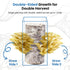 Fungiworks 4lbs 10 Organic Edible Golden Oyster Mushroom Growing Kit, Made in USA, Double-Side Mushroom Grow Kit