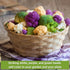 Sow Right Seeds - Cauliflower Collection Seeds for Planting - Includes Non-GMO Heirloom Colorful Cauliflower
