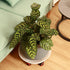 6 Packs 11.8 inches Large Plant Caddy Plant Saucers on Wheels Rolling Plant Stands Heavy-Duty Plant Dolly Plastic