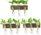 XXXFLOWER Wall Mounted Plant Terrarium with Wooden Stand 3 PCS Hanging Planter
