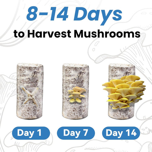 Fungiworks 4lbs 10 Organic Edible Golden Oyster Mushroom Growing Kit, Made in USA, Double-Side Mushroom Grow Kit