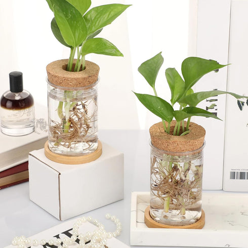 12 Packs Baderke Propagation Vases for Plants Plastic Plant Propagation with Hole Lid and Bamboo Stand Growing in Water