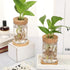 12 Packs Baderke Propagation Vases for Plants Plastic Plant Propagation with Hole Lid and Bamboo Stand Growing in Water