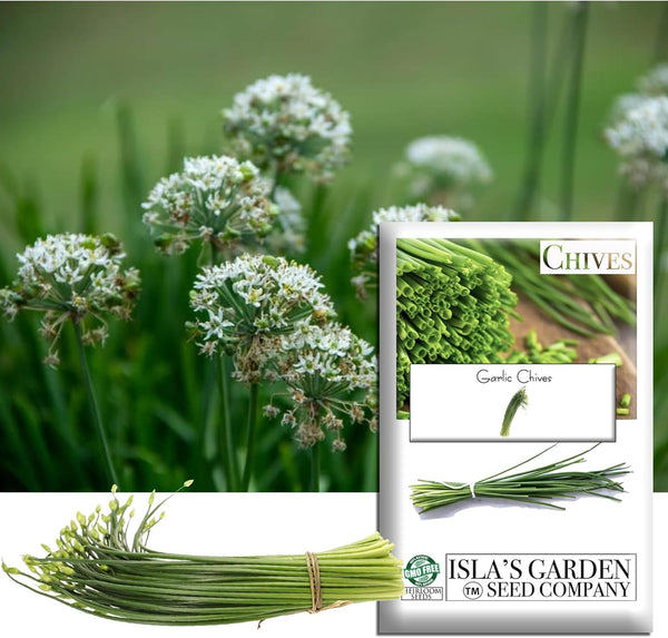 Garlic Chives Seeds (Allium tuberosum, Chinese Chives) 200+ Non GMO & Heirloom