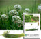 Garlic Chives Seeds (Allium tuberosum, Chinese Chives) 200+ Non GMO & Heirloom
