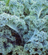 500 Kale Blue Scotch Curled Seeds - Non GMO - Heirloom - Open Pollinated