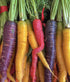6 80 Carrot Mix of Colorful Varieties About Seeds for Planting