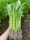 Generic 420+ Ong Choy Seeds - Rau Muong La TRE - Kong Xin